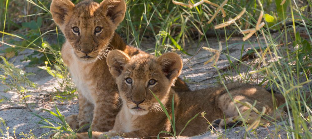 Lion cubs at Lebala Camp, Linyati Wetlands, Botswana - Image 7