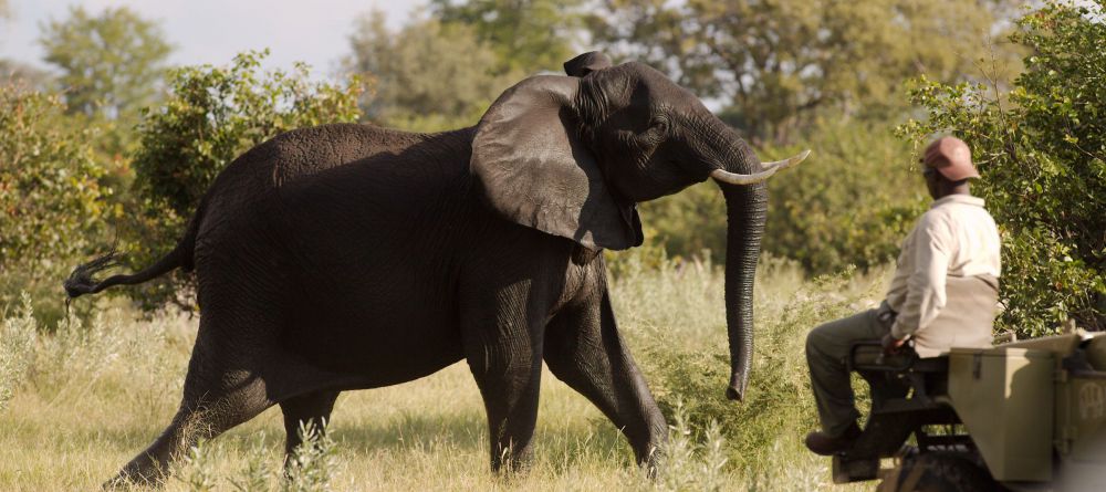 Elephants at Lebala Camp, Linyati Wetlands, Botswana - Image 8