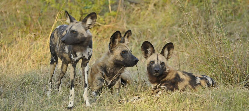 Wild dogs at Lebala Camp, Linyati Wetlands, Botswana - Image 9