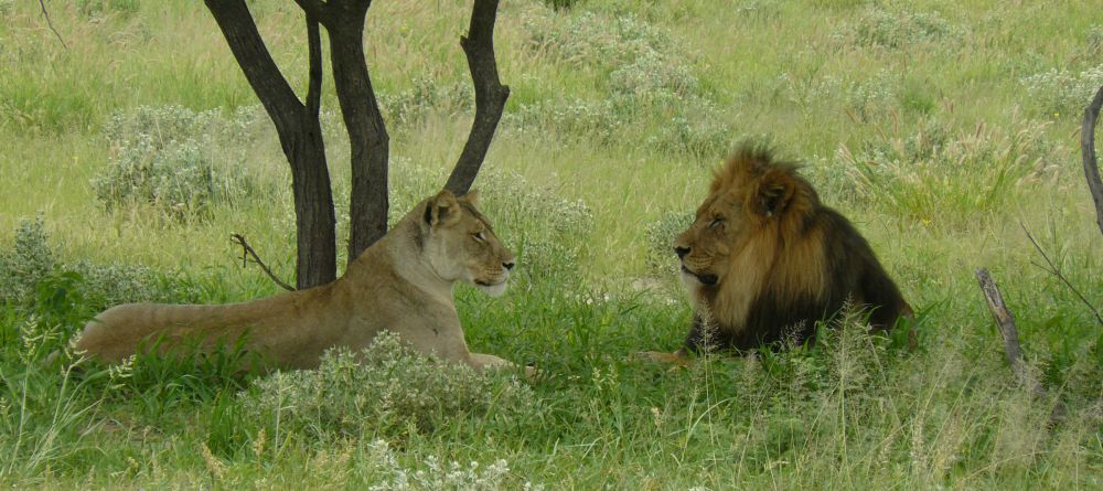 Black mane lions at Tau Pan Camp, Central Kalahari Game Reserve, Botswana - Image 4