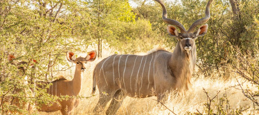 Kudu at Tau Pan Camp, Central Kalahari Game Reserve, Botswana - Image 5