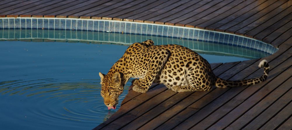 Leopard at Tau Pan Camp, Central Kalahari Game Reserve, Botswana - Image 6