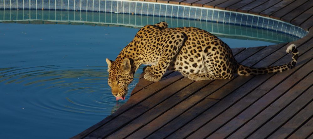 Tau Pan leopard at the pool - Image 14