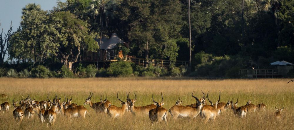 Kwetsani Camp, Okavango Delta, Botswana - Image 20