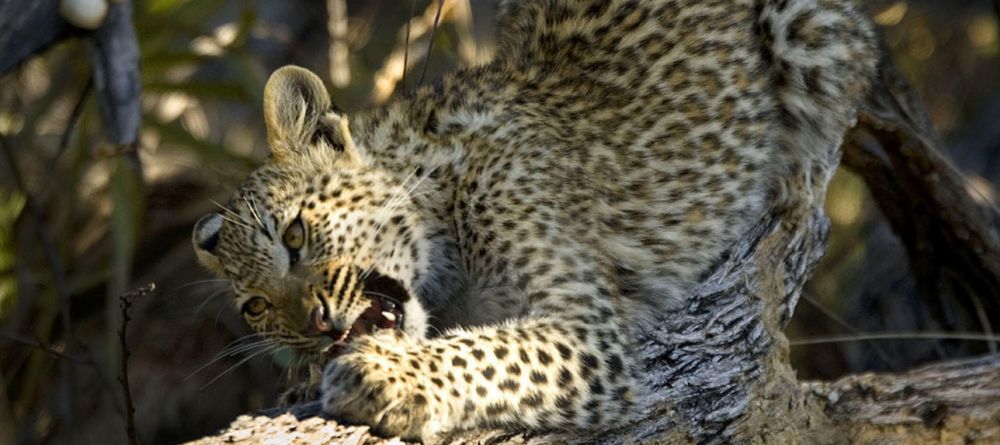 Kwetsani Camp, Okavango Delta, Botswana - Image 13