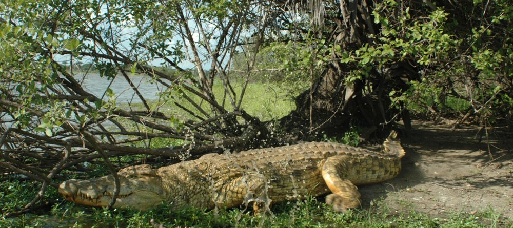 A crocodile escapes into the water at Lake Manze Tented Camp, Selous National Park, Tanzania - Image 3