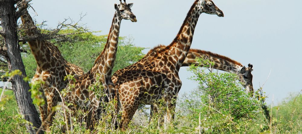 A herd of giraffes at Lake Manze Tented Camp, Selous National Park, Tanzania - Image 4