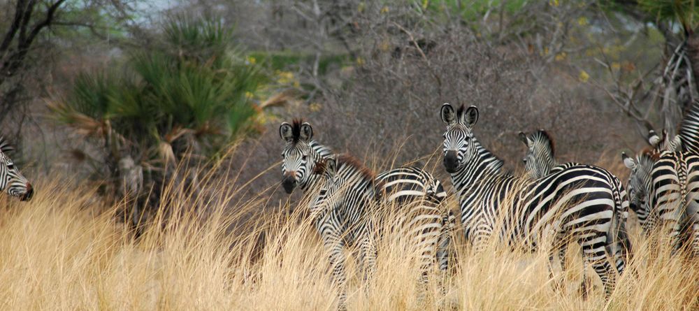 A herd of zebras at Lake Manze Tented Camp, Selous National Park, Tanzania - Image 5