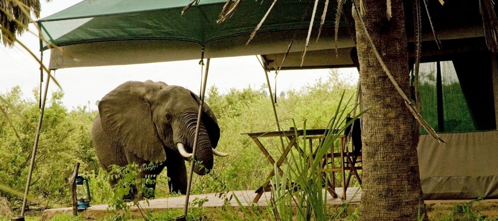 An elephant visits one of the guest tents at Lake Manze Tented Camp, Selous National Park, Tanzania - Image 16