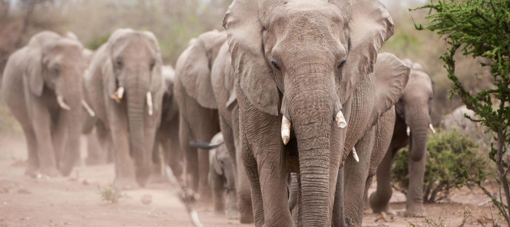 Mashatu Lodge, Mashatu Game Reserve, Botswana - Image 23