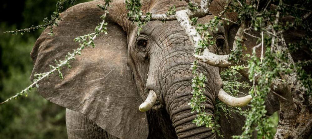 Mwiba Lodge, Serengeti National Park, Tanzania - Image 8