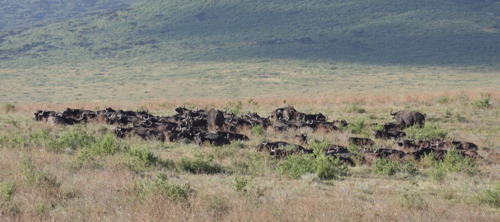 Lemala Ngorongoro, Ngorongoro Crater, Tanzania - Image 7