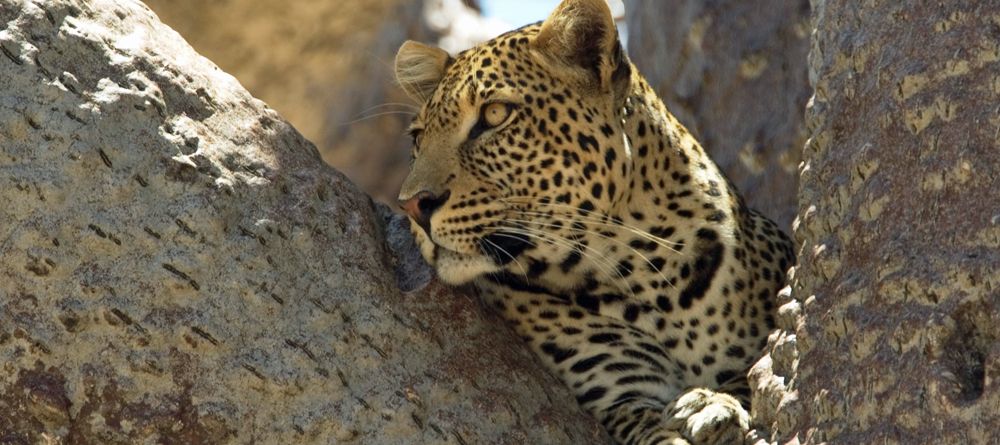 Leopard at Selous Impala Camp, Selous National Park, Tanzania - Image 2