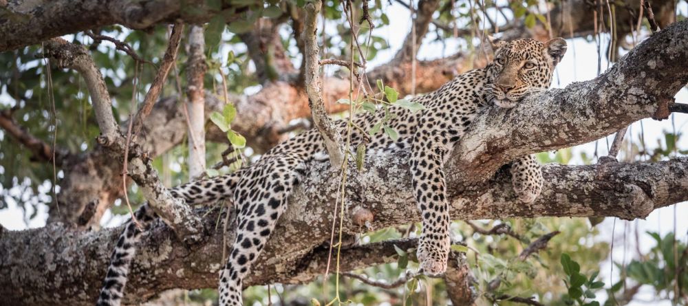 Chada Katavi, Katavi National Park, Tanzania - Image 7