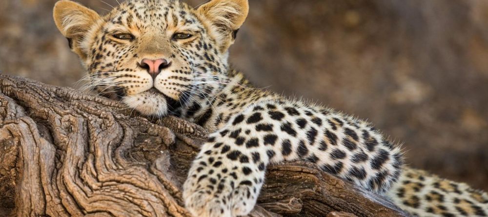 Mashatu Lodge, Mashatu Game Reserve, Botswana - Image 25