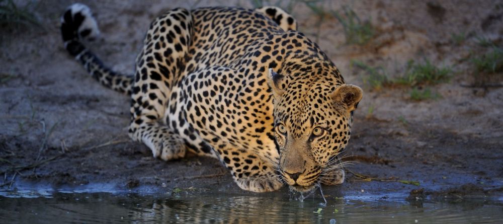 Sabi Sabi - Image 4