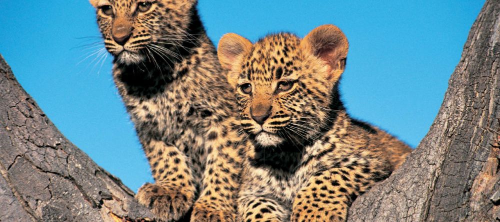 A pair of adorable leopard cubs at Londolozi Founders Camp, Sabi Sands Game Reserve, South Africa - Image 8