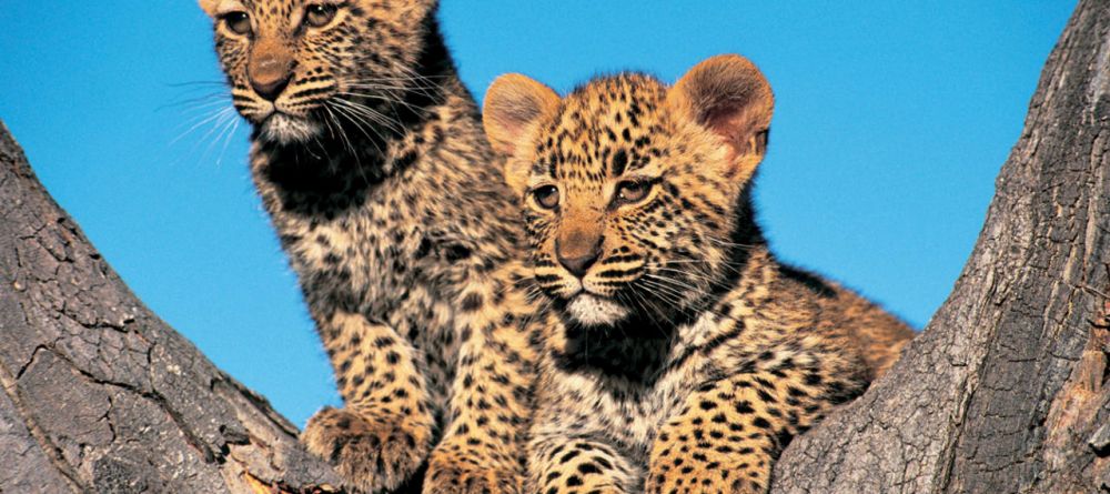 A pair of adorable leopard cubs at Londolozi Founders Camp, Sabi Sands Game Reserve, South Africa - Image 9