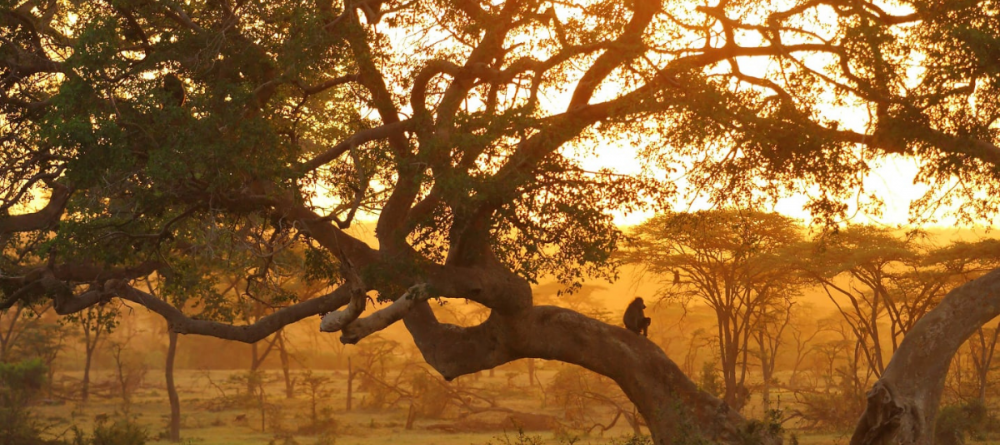 Leopard Hill - Image 6