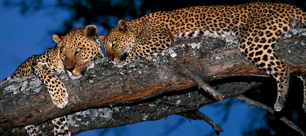 Zambezi Expeditions - Image 4