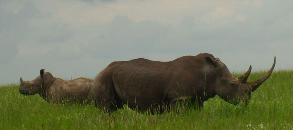 Lewa Conservancy - Rhinos are a highlight - Image 8