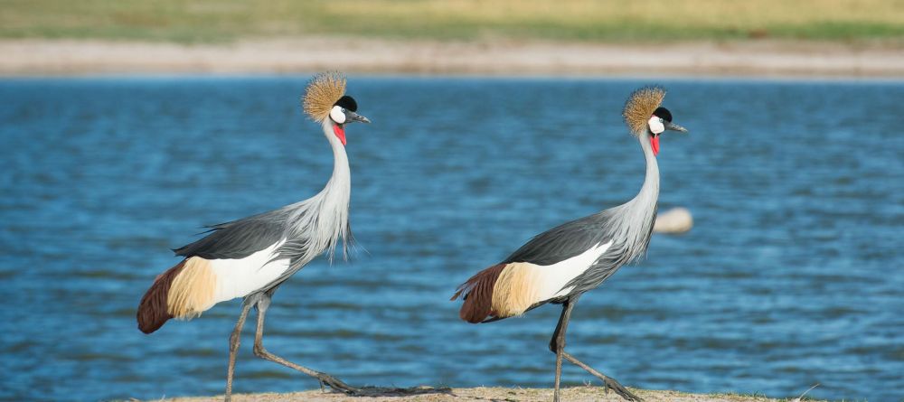 Linkwasha, Hwange National Park, Zimbabwe - Image 22