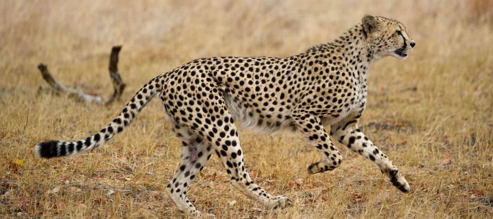 Linkwasha, Hwange National Park, Zimbabwe - Image 18