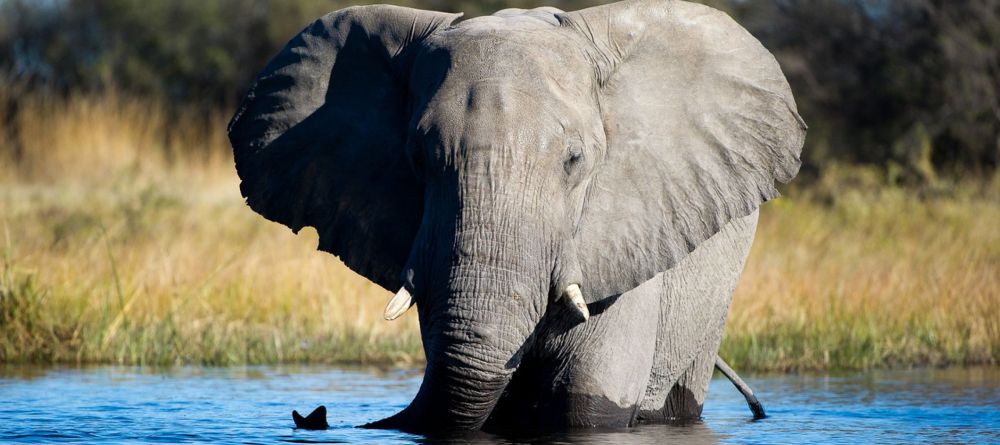 Elephant - Image 4