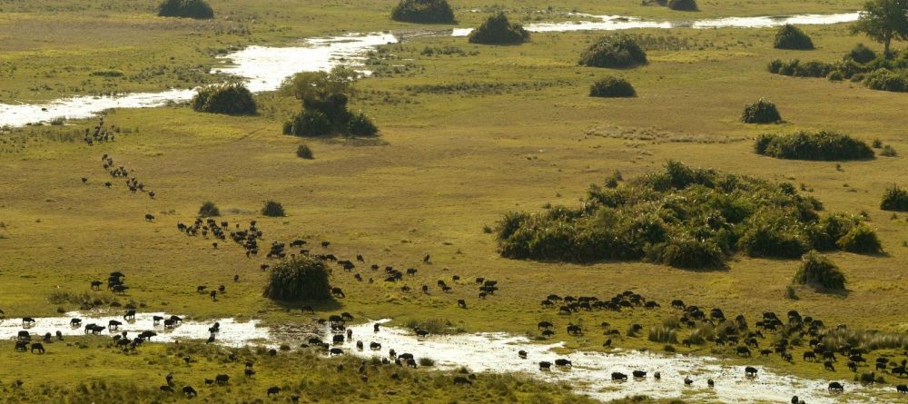 Surroundings and the migrating herds at Linyati Adventurer Camp, Linyati Wetlands, Botswana - Image 8