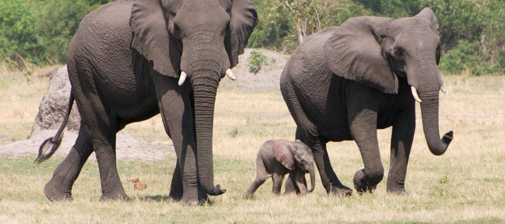 Elephants at Linyati Adventurer Camp, Linyati Wetlands, Botswana - Image 9