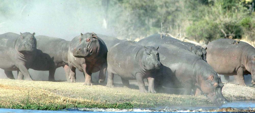 Hippos at Linyati Adventurer Camp, Linyati Wetlands, Botswana - Image 10