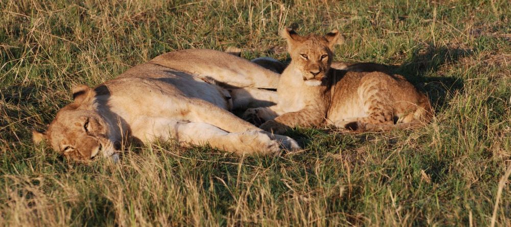 Lioness and her baby at Linyati Adventurer Camp, Linyati Wetlands, Botswana - Image 11