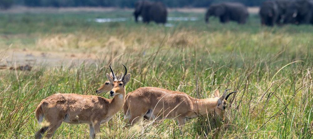 Linyati Tented Camp - Image 3