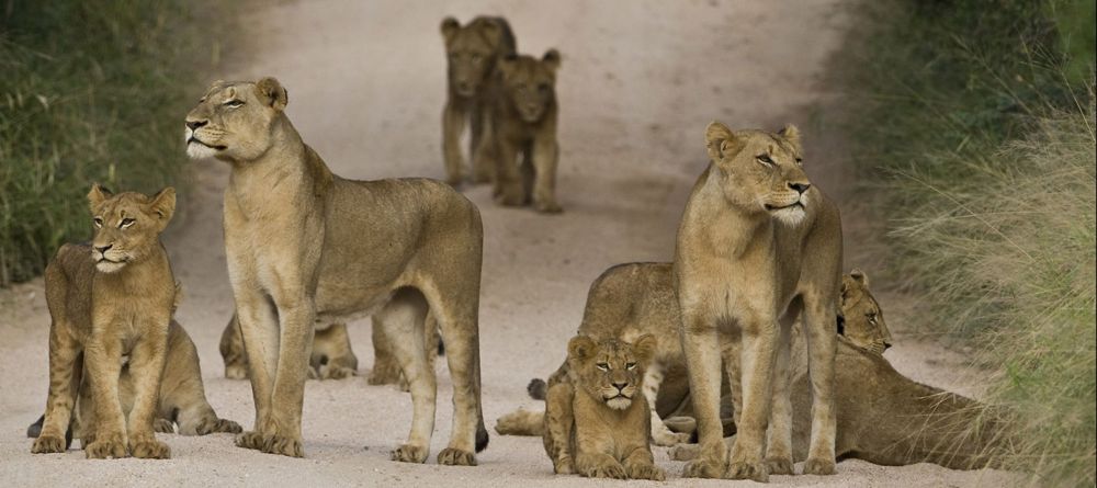 Sabi Sands Lions - Image 4