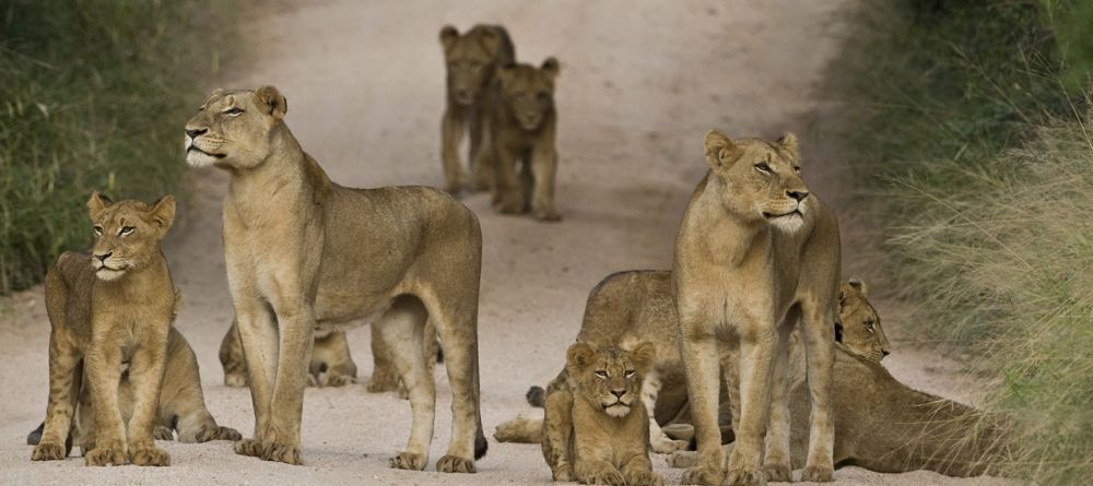 Tarangire River Camp - lions are a highlight in Taranigre - Image 1