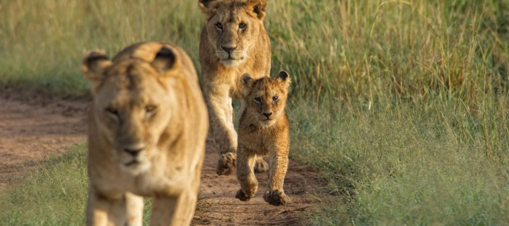 Topi House, Masai Mara National Reserve, Kenya - Image 1