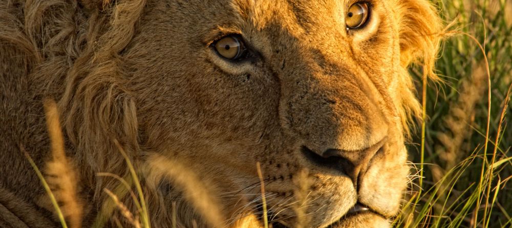 Topi House, Masai Mara National Reserve, Kenya - Image 2