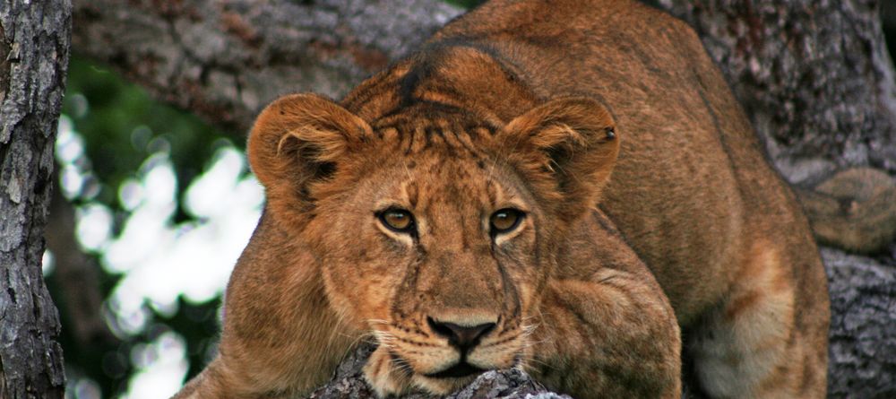 Lion resting at Selous Impala Camp, Selous National Park, Tanzania - Image 4