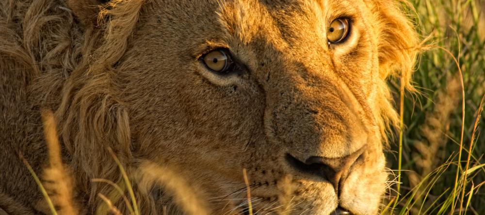 Lion at Acacia House, Masai Mara National Reserve, Kenya - Image 3