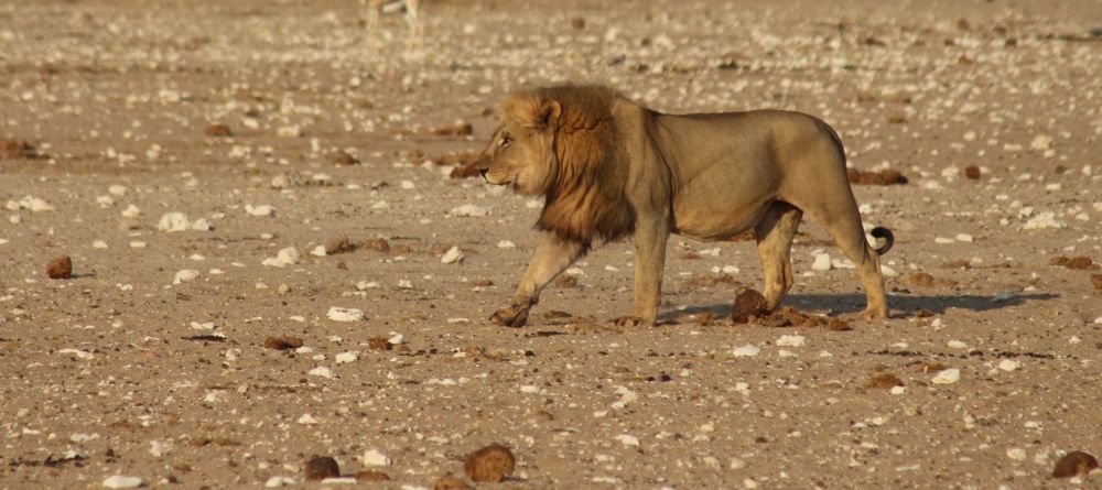 lion - Image 1