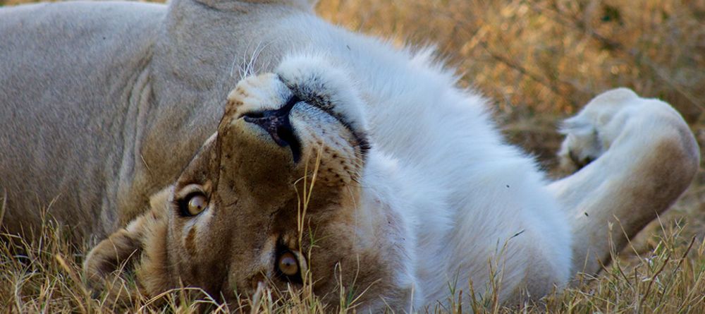 lion - Image 4