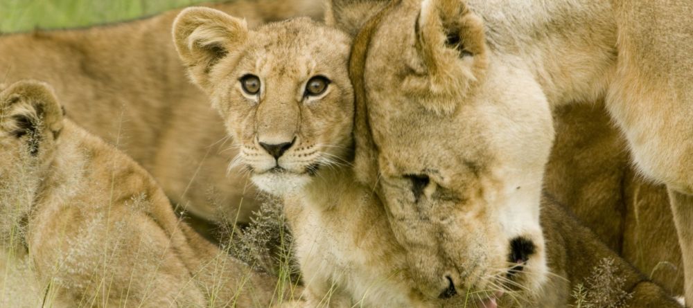 Mobile Camping - Serengeti - Lions - Image 2