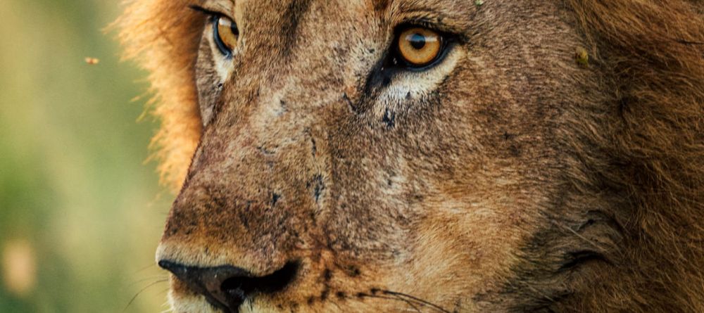 Jacks Camp, Kalahari Desert, Botswana - Image 25