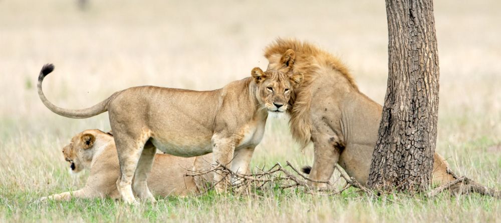 Singita Mara River Tented Camp - Image 9