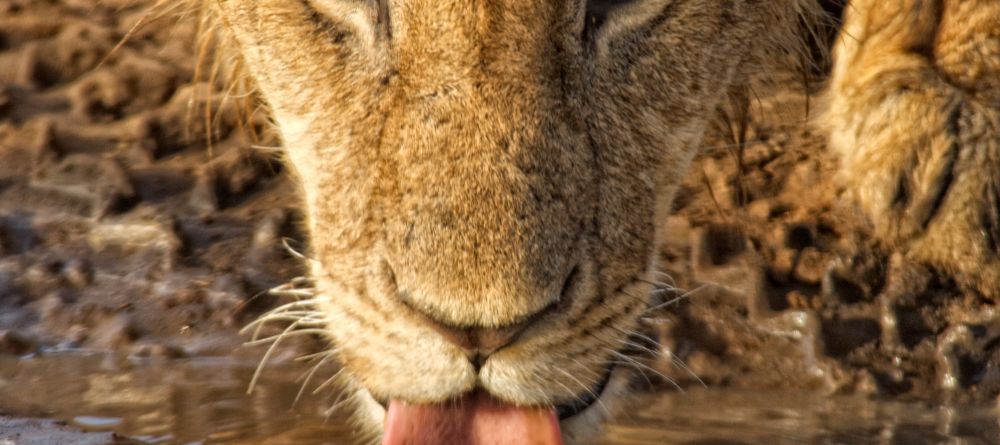 An intimate encounter with a lioness as she stops by the water hole at Mara House, Masai Mara National Reserve, Kenya - Image 10