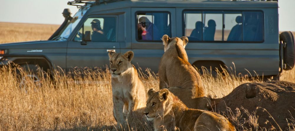 Lions at Sametu Camp, Serengeti National Park, Tanzania - Image 3