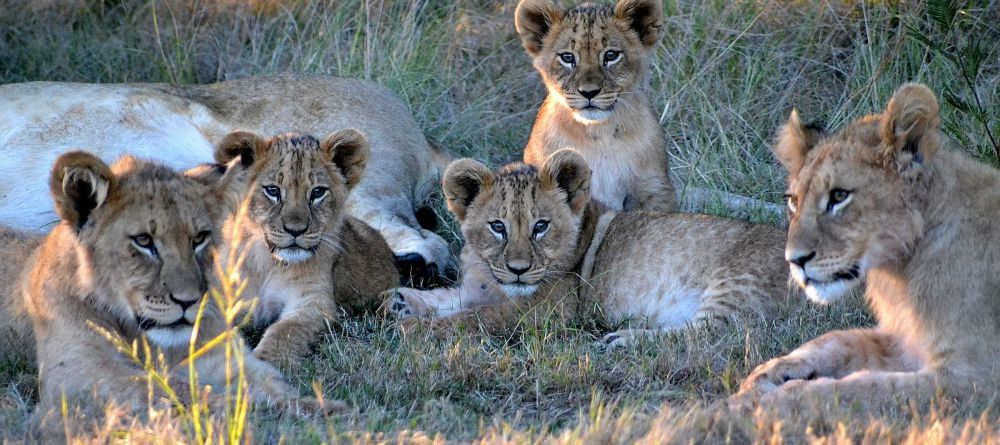 lion cubs on Gondwana Reserve at Kwena Lodge - Image 4