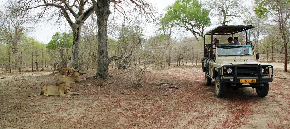 Viewing lions during a game drive at Selous Impala Camp, Selous National Park, Tanzania - Image 11