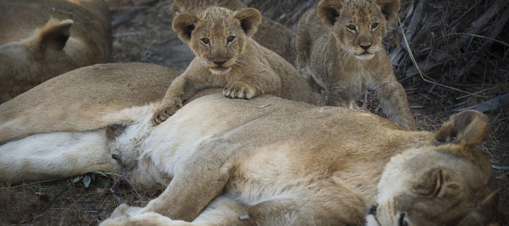 Chada Katavi, Katavi National Park, Tanzania - Image 8