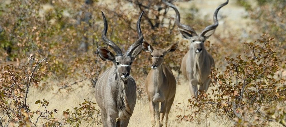 Little Ongava, Etosha National Park, Namibia Â© Dana Allen - Image 10